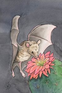 Mexican Long Tongue Bat