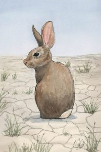 Desert Cottontail