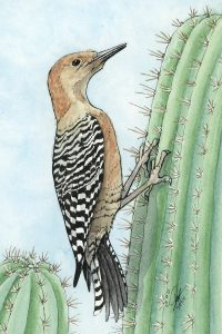 Gila Woodpecker