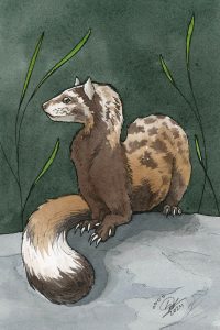 Marbled Polecat