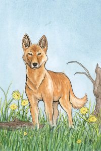 Dingo