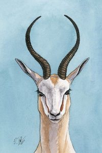 Antelope