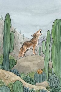 Coyote