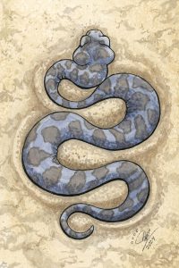 Saharan Horned Viper