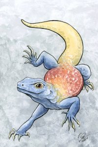 Chuckwalla