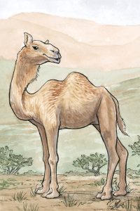 Camel