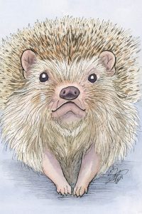 Hedgehog