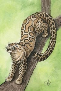 Marbled Cat