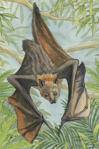 2023 09.07 FlyingFoxBat 4x6 web