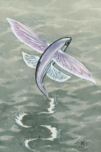 2023 09.11 BandWingedFlyingFish 4x6 web