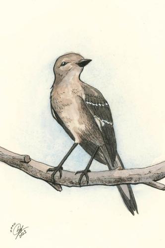 2023 09.14 Mockingbird 4x6 web