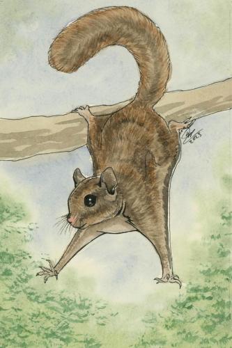 2023 09.22 flyingsquirrel 4x6 web