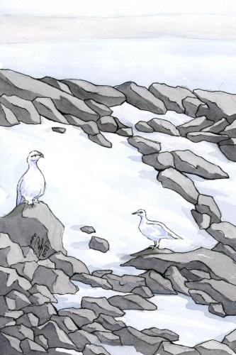 2023 11.12 rockptarmigan 4x6 web