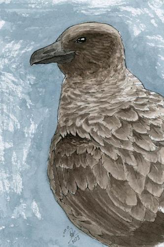 2023 11.14 arcticskua 4x6 web