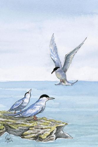 2023 11.21 ArcticTern 4x6 web