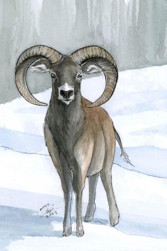 2023 11.25 Mouflon 4x6 web