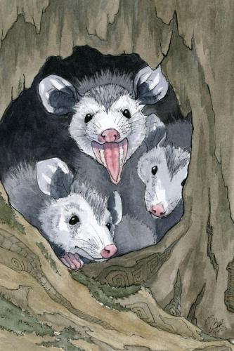 2023 12.07 Opossum 4x6 web