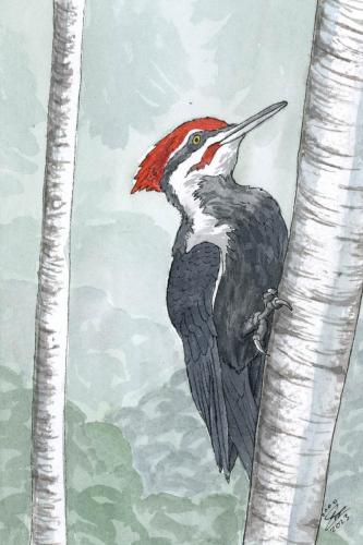 2023 12.19 Woodpecker 4x6 web