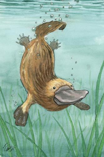 2024 01.09 Platypus 4x6 web