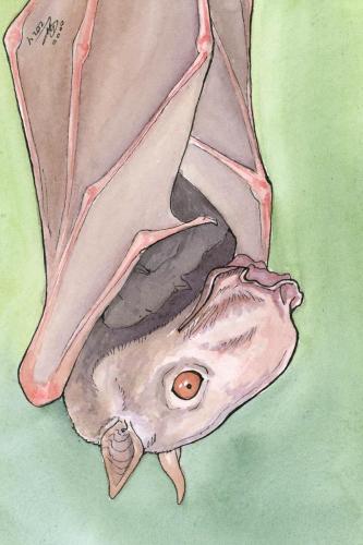 2024 01.10 HammerHeadedBat 4x5 web