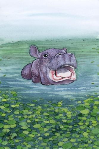 2024 01.13 BabyHippo 4x6 web