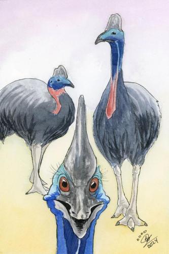 2024 01.19 Cassowary 4x6 web