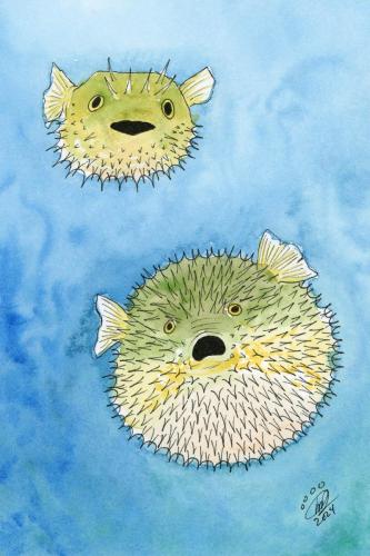 2024 01.21 Pufferfish 4x6 web