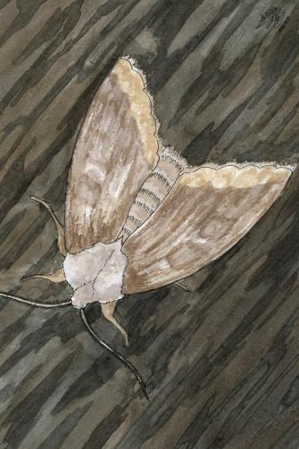 2024 02.02 CommonMoth 4x6 web