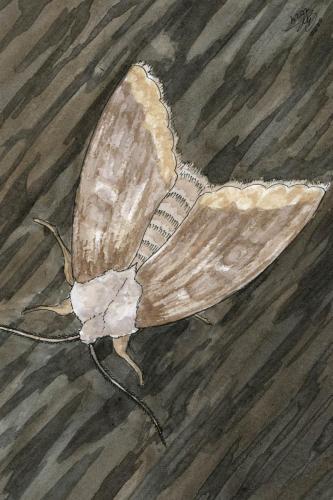 2024 02.02 CommonMoth 4x6 web