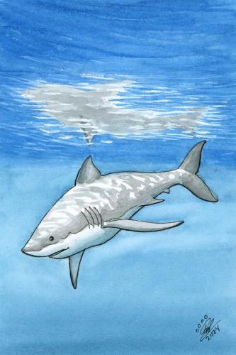 2024 02.04 GreatWhiteShark 4x6 web