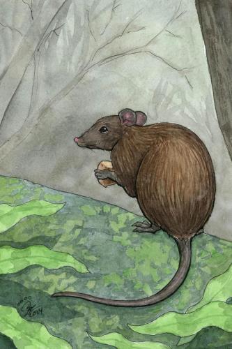 2024 02.06 MuskyRatKangaroo 4x6 web