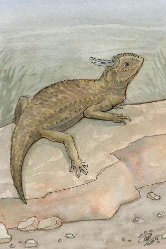 2024 02.09 TexasHornedLizard 4x6 web
