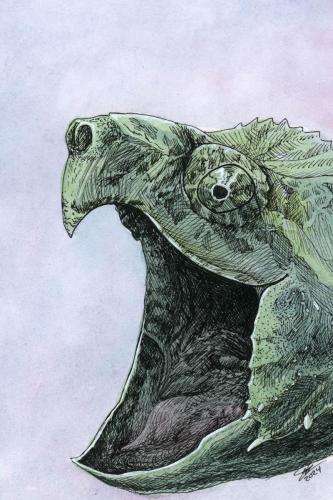 2024 02.11 AlligatorSnappingTurtle 4x6 web
