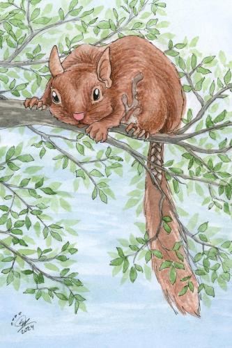 2024 02.24 ScalyTailedSquirrel 4x6 web