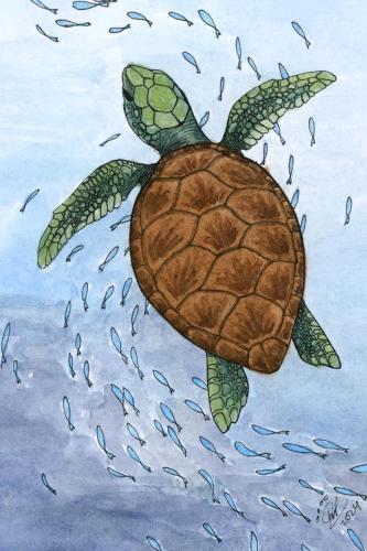 2024 02.27 SeaTurtle 4x6 web