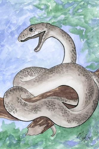 2024 02.28 MambaSnake 4x6 web