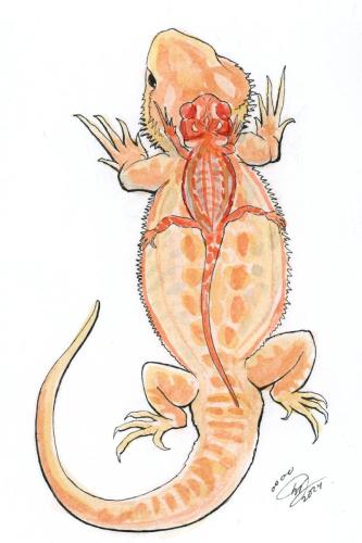 2024 02.29 BeardedDragon 4x6 web