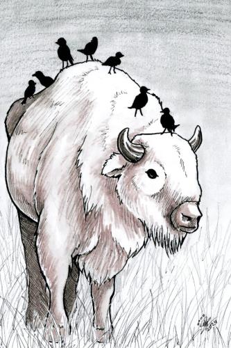 2024 03.03 Bison 4x6 web
