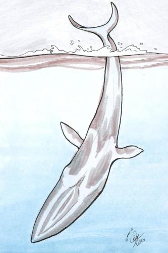 2024 03.08 FinWhale 4x6 web