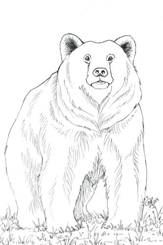 2024 03.10 KodiakBear 4x6 web