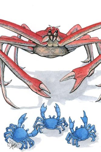 2024 03.13 JapaneseSpiderCrab 4x6 web