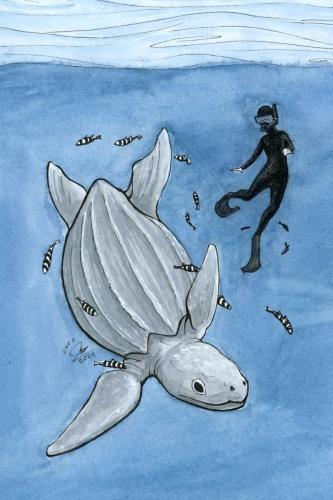 2024 03.20 LeatherbackSeaTurtle 4x6 web