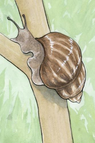 2024 03.27 GiantAfricanSnail 4x6 web