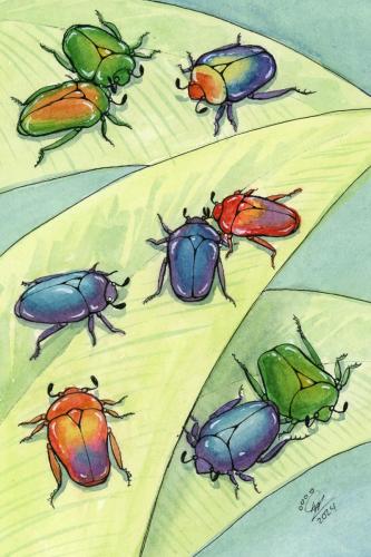 2024 04.09 FlowerBeetles 4x6 web