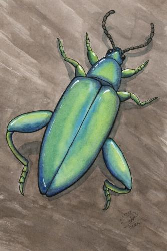 2024 04.22 FrogLeggedLeafBeetle 4x6 web