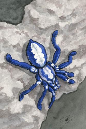 2024 04.24 GootySapphireTarantula 4x6 web