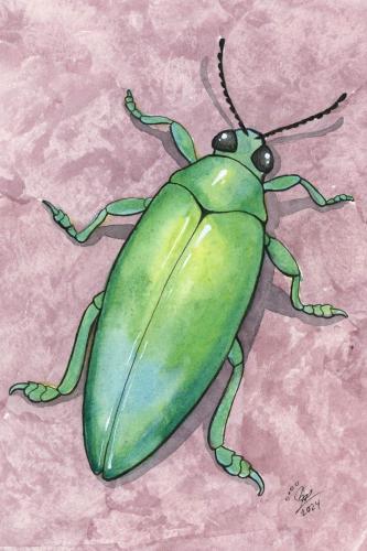 2024 04.26 JewelBeetle 4x6 web