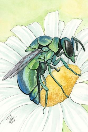 2024 04.27 cuckoowasp 4x6 web