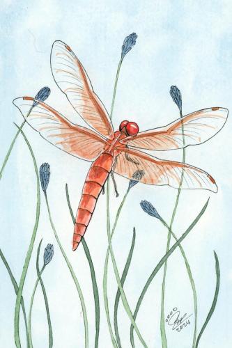 2024 04.28 flameskimmerdragonfly 4x6 web