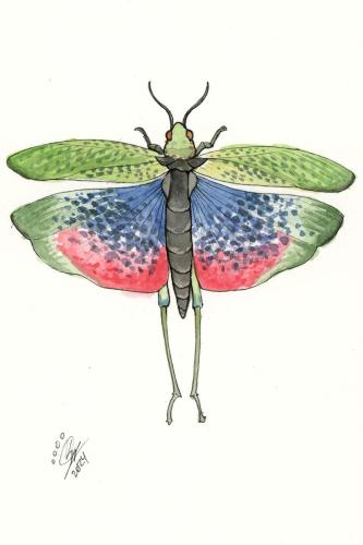 2024 04.30 greenmilkweedlocust 4x6 web